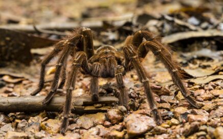 sinais de infestação de aranhas