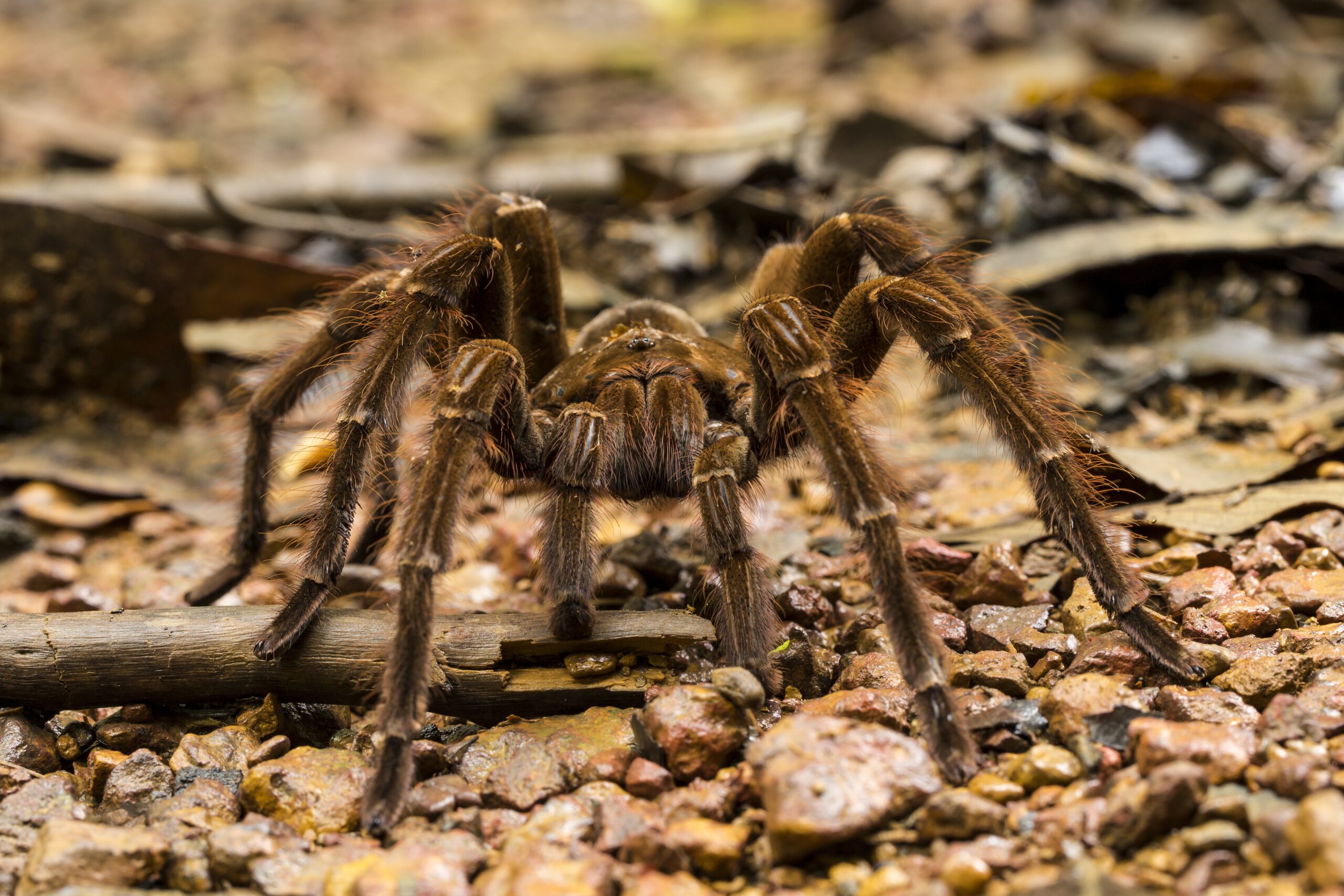 5 sinais de infestação de aranhas - Biofly Controle de Pragas