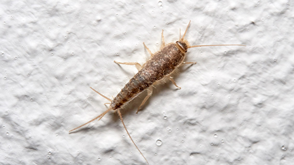 Traças: tipos e como prevenir infestações - Biofly Controle de Pragas