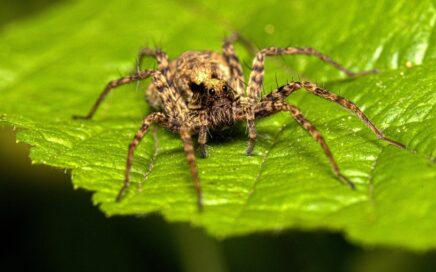 Espécies de aranhas encontradas em Santa Catarina