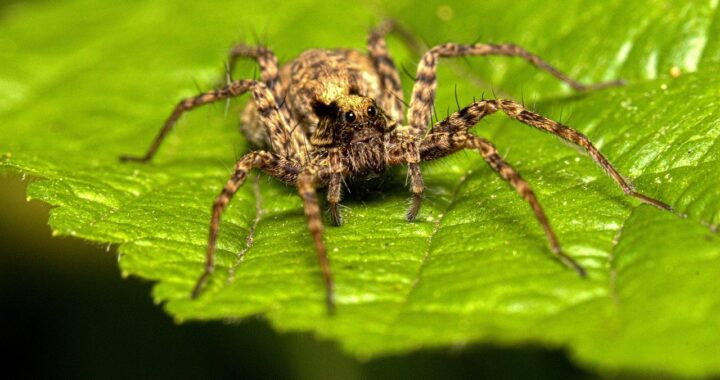 Espécies de aranhas encontradas em Santa Catarina