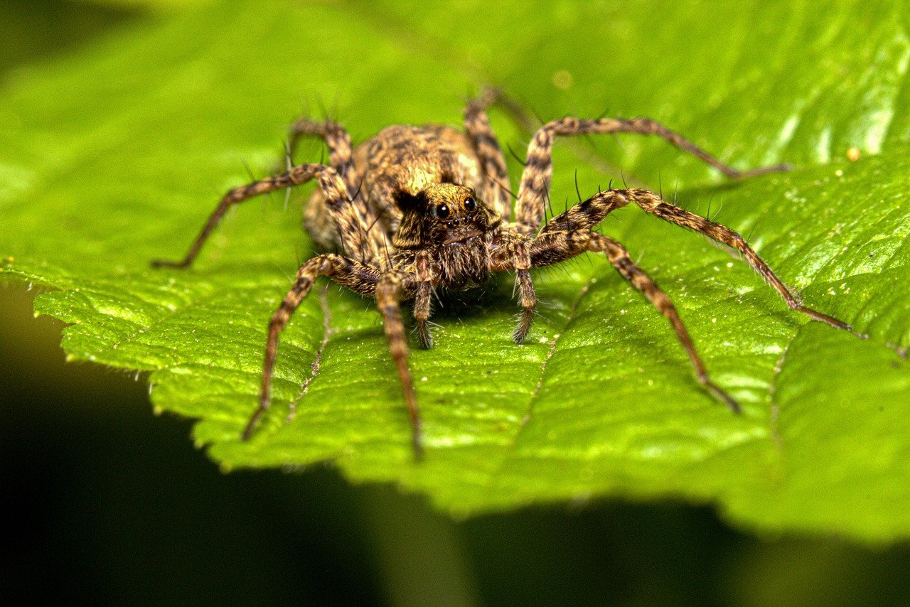 Espécies de aranhas encontradas em Santa Catarina - Biofly Controle de ...